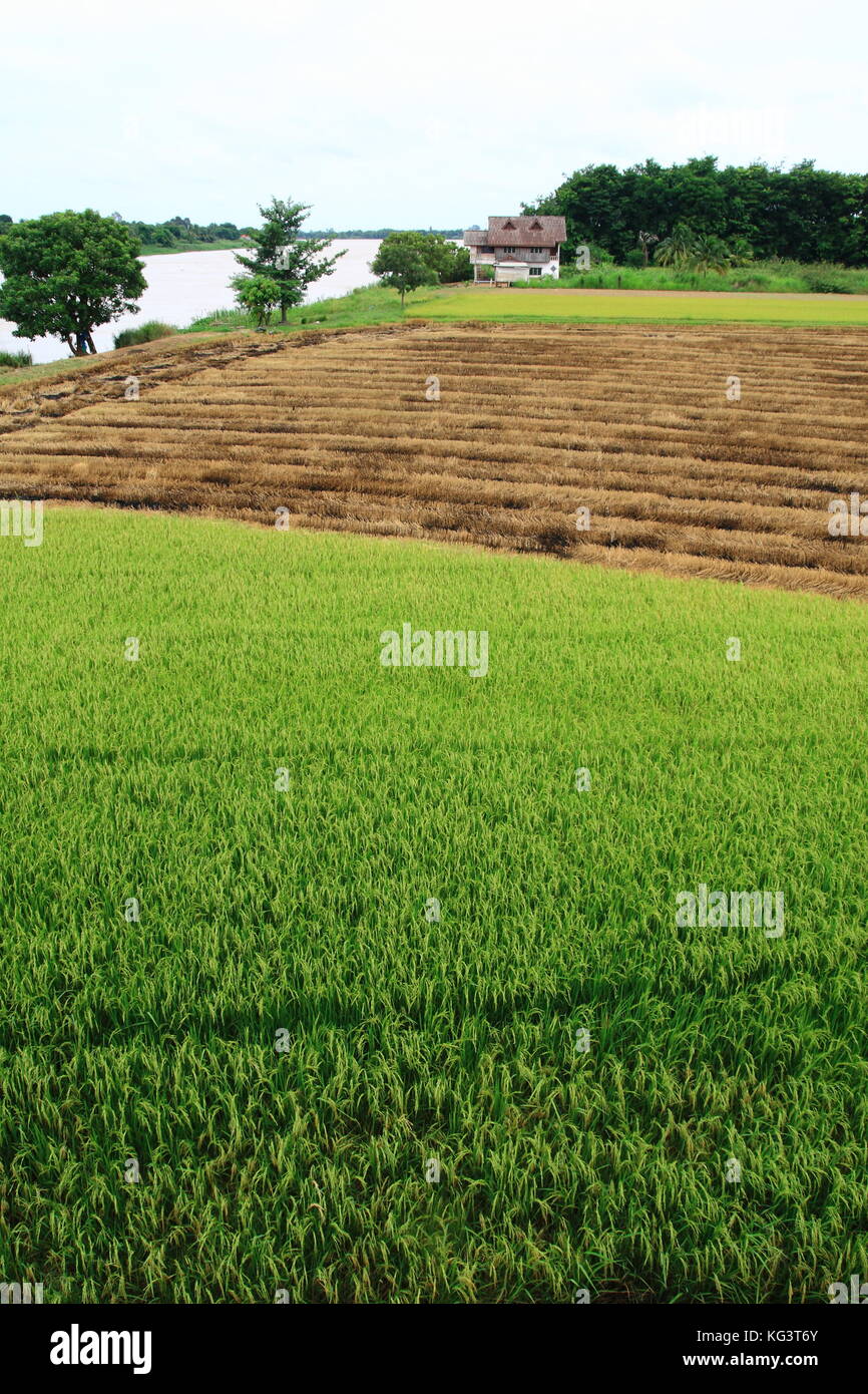 Champ de riz paddy récolté la moitié en Thaïlande Banque D'Images