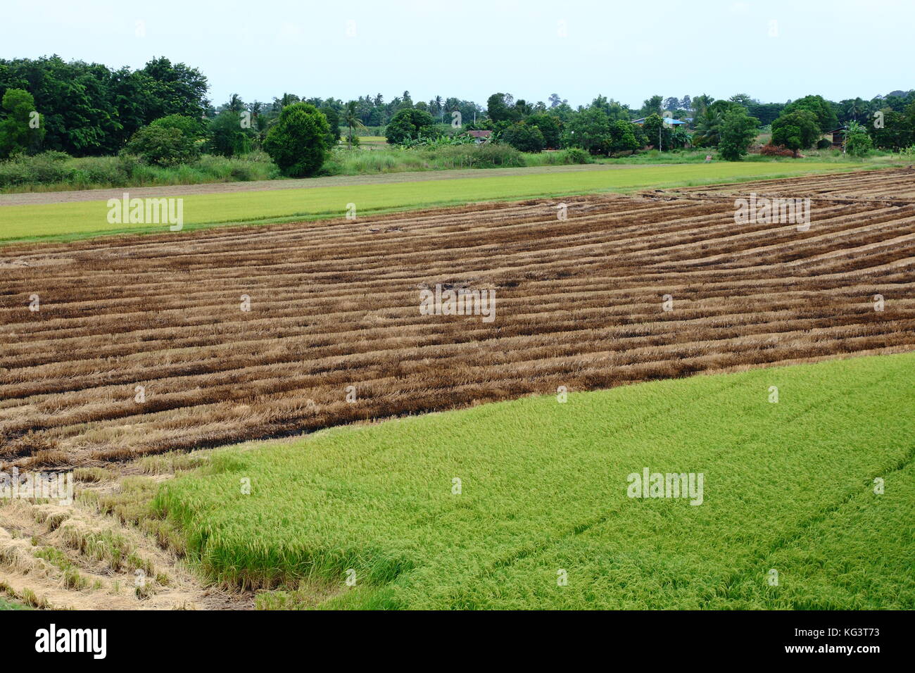 Champ de riz paddy récolté la moitié en Thaïlande Banque D'Images