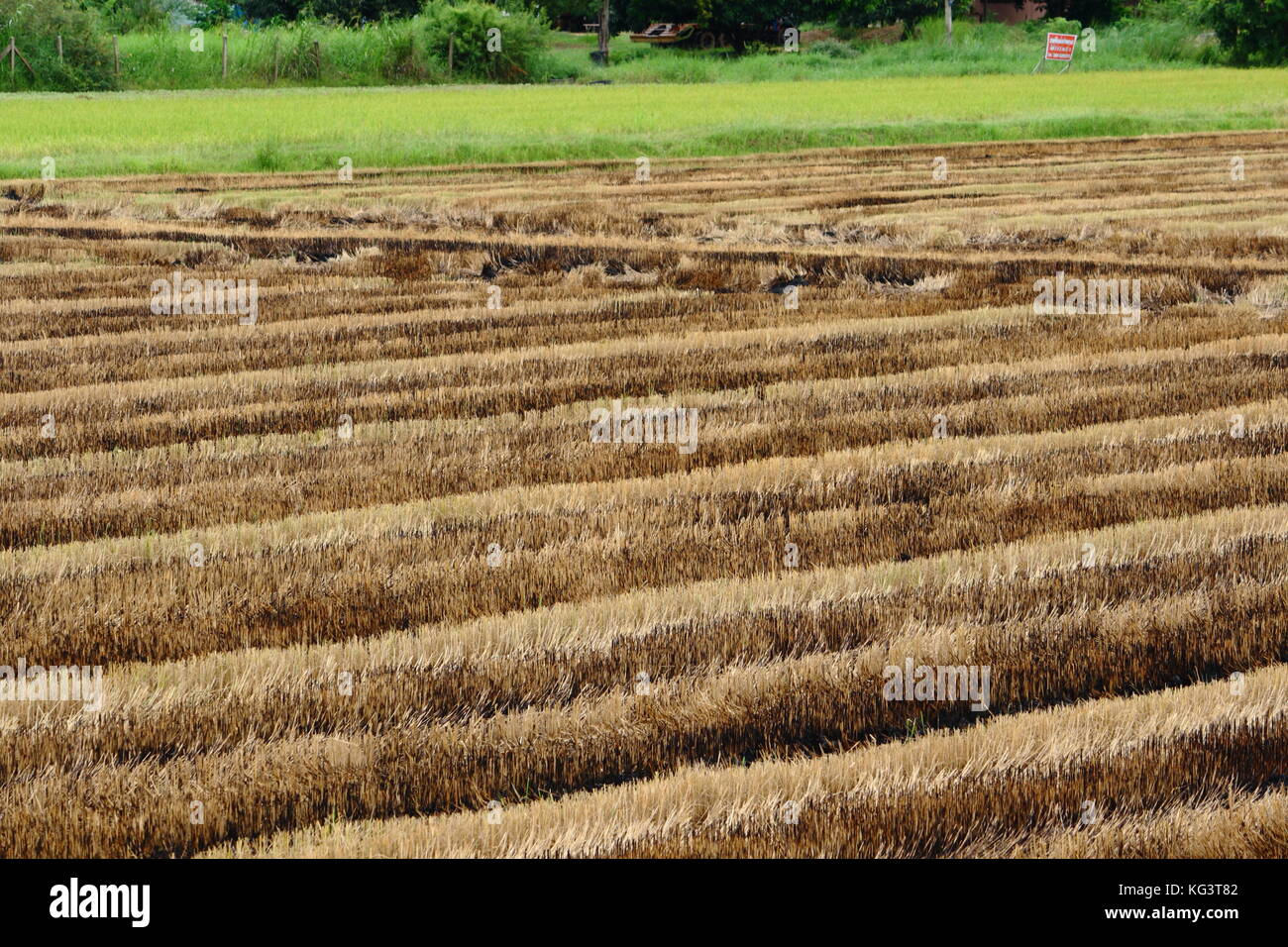 Champ de riz paddy récolté la moitié en Thaïlande Banque D'Images