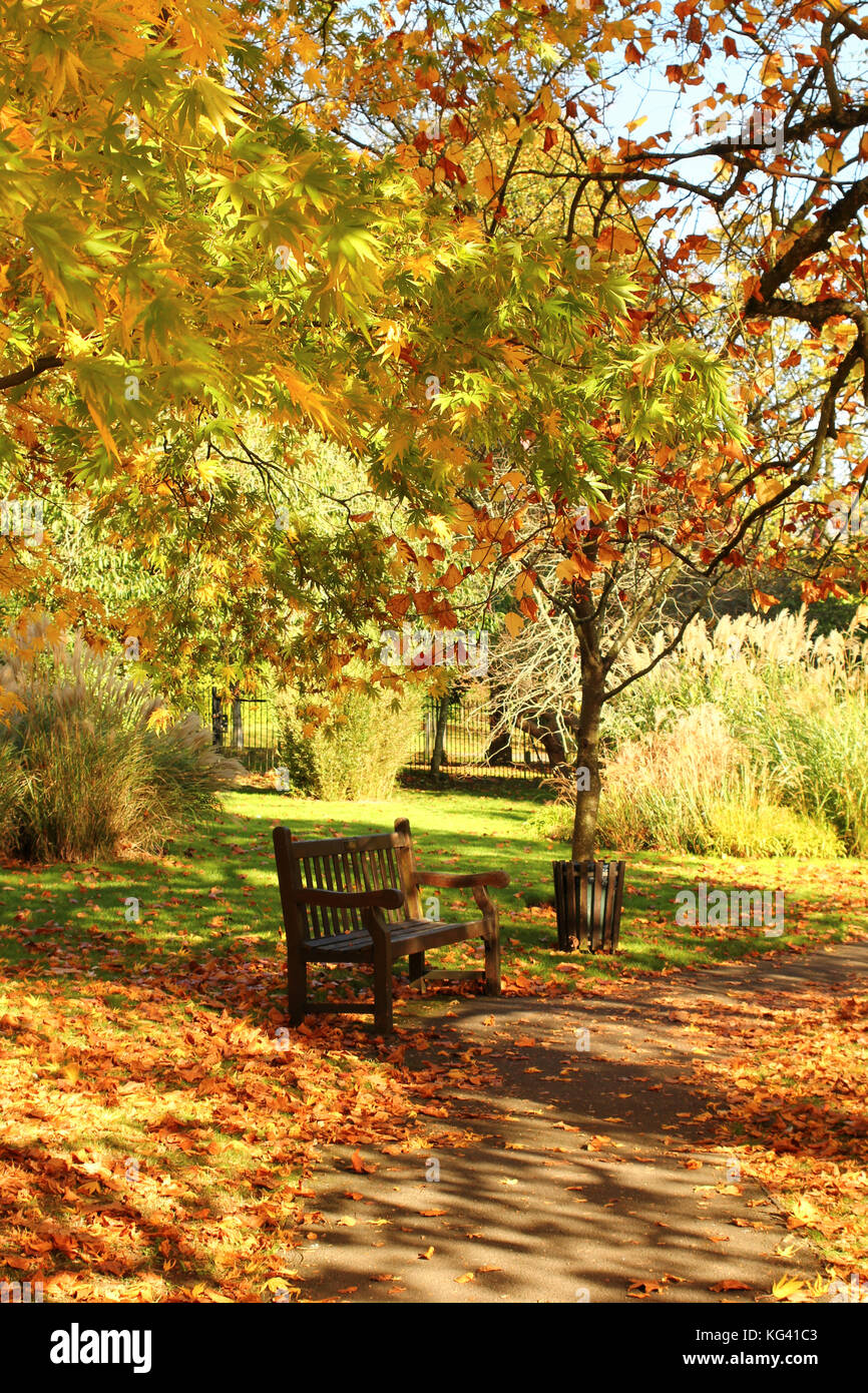 Paysage d'automne. Banc à Royal Victoria Park, Angleterre ; somerset bath ; Banque D'Images