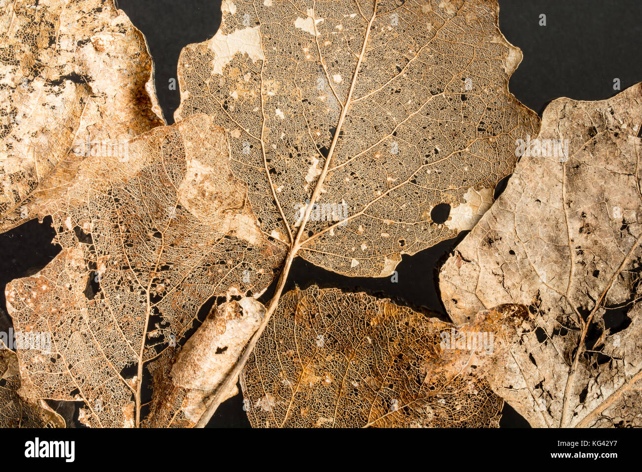 Composition des feuilles squelette doré sur fond noir Banque D'Images