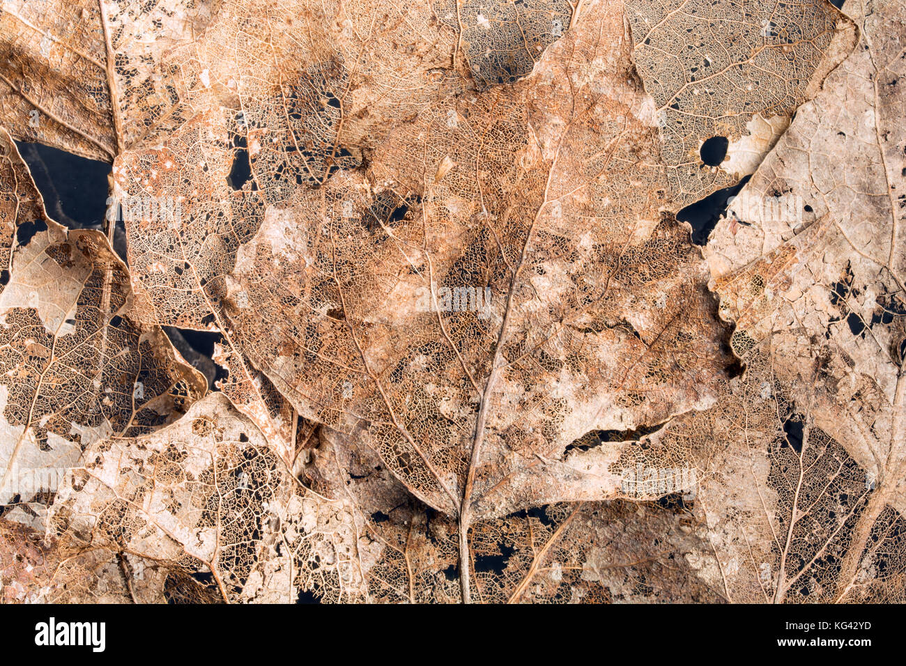 Composition des feuilles squelette doré - natural background Banque D'Images