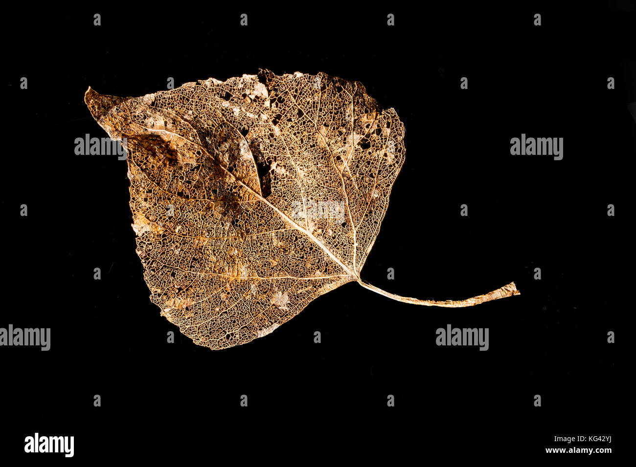 Feuilles squelette doré isolé sur fond noir Banque D'Images