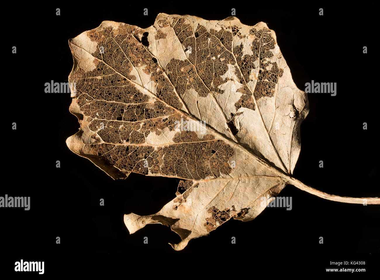 Golden Leaf squelette décomposé sur fond noir Banque D'Images