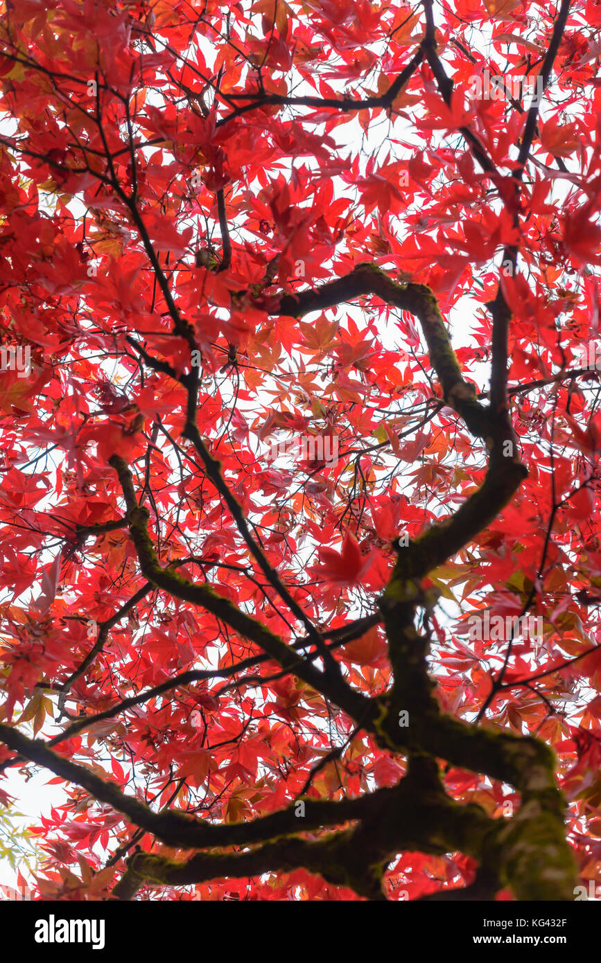 Feuilles rouges d'un palmatium Acer au cours de l'automne Banque D'Images