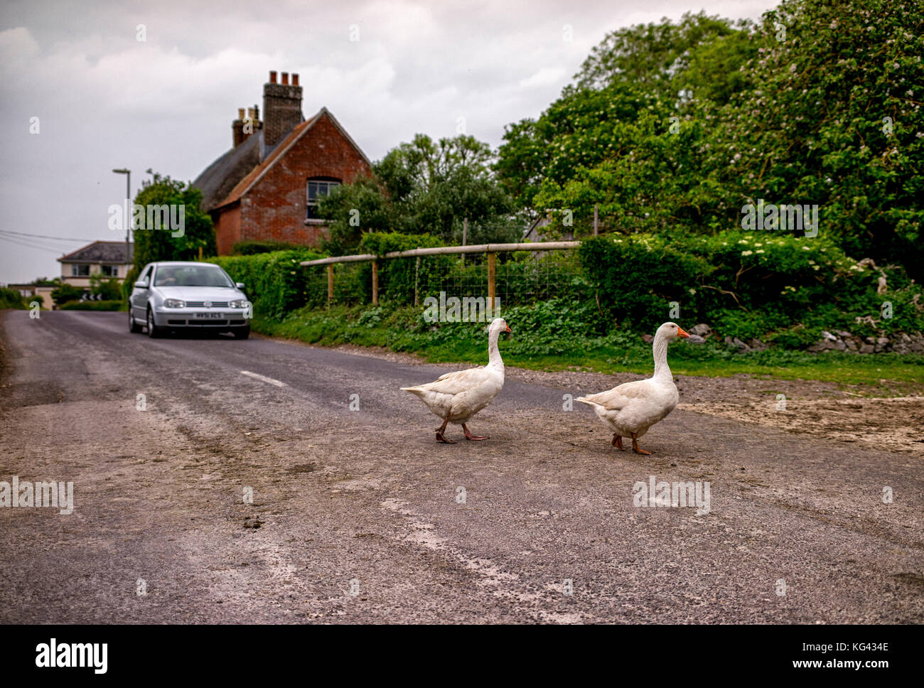 Deux oies traversant une route de campagne dans la région de Hampshire sur le chemin de la ferme, un conducteur s'arrête pour les laisser traverser la route. Banque D'Images