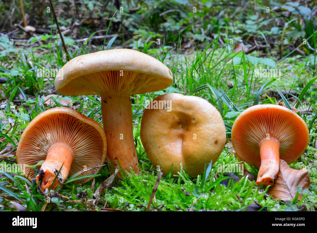 Lactarius deterrimus ou faux safran milkcap de champignons, de délicieux champignons comestibles sur un mos en habitat naturel, forêt de sapins, au début de l'automne shot Banque D'Images