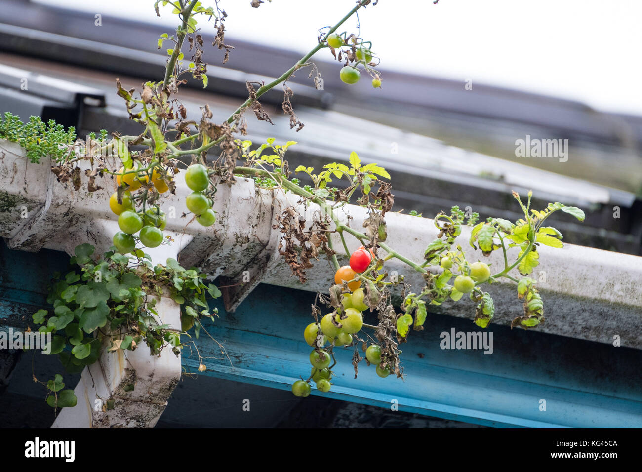 Aberystwyth Wales UK, vendredi 04 novembre 2017 Rooftop jardinage? : Dans un spectacle bizarre, un tas de tomates en cours de maturation sont vus pousser à l'état sauvage sur une gouttière de toit d'une maison mitoyenne à Aberystwyth, pays de Galles. La plante a probablement poussé à partir de graines tombées sur le toit par l'une des mouettes de maraouding qui ont été récupérées pour la nourriture des sacs à ordures domestiques laissés dans la rue pour la collecte plus tôt dans l'année photo crédit : Keith Morris/Alamy Live News Banque D'Images