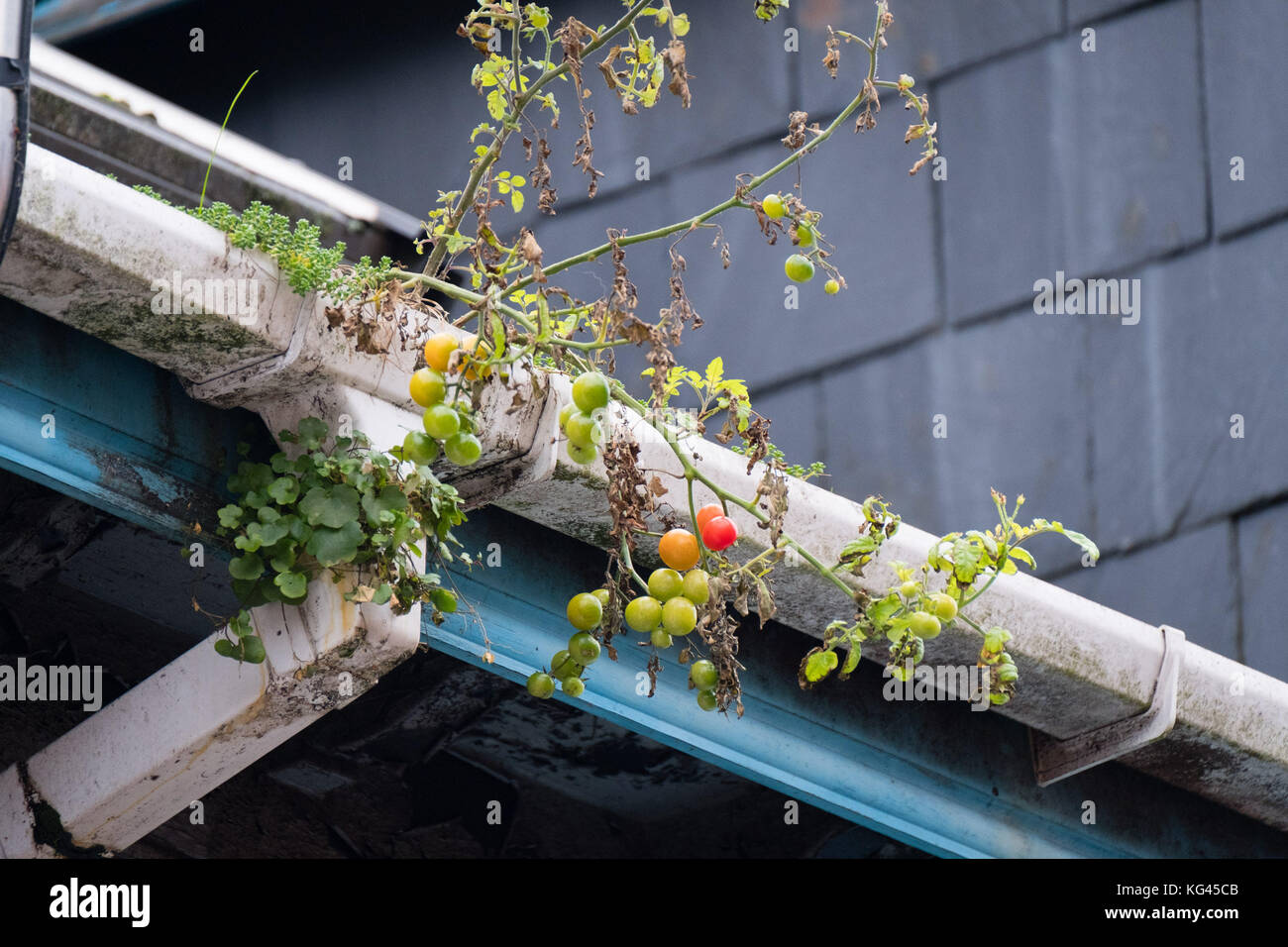 Aberystwyth Wales UK, vendredi 04 novembre 2017 Rooftop jardinage? : Dans un spectacle bizarre, un tas de tomates en cours de maturation sont vus pousser à l'état sauvage sur une gouttière de toit d'une maison mitoyenne à Aberystwyth, pays de Galles. La plante a probablement poussé à partir de graines tombées sur le toit par l'une des mouettes de maraouding qui ont été récupérées pour la nourriture des sacs à ordures domestiques laissés dans la rue pour la collecte plus tôt dans l'année photo crédit : Keith Morris/Alamy Live News Banque D'Images