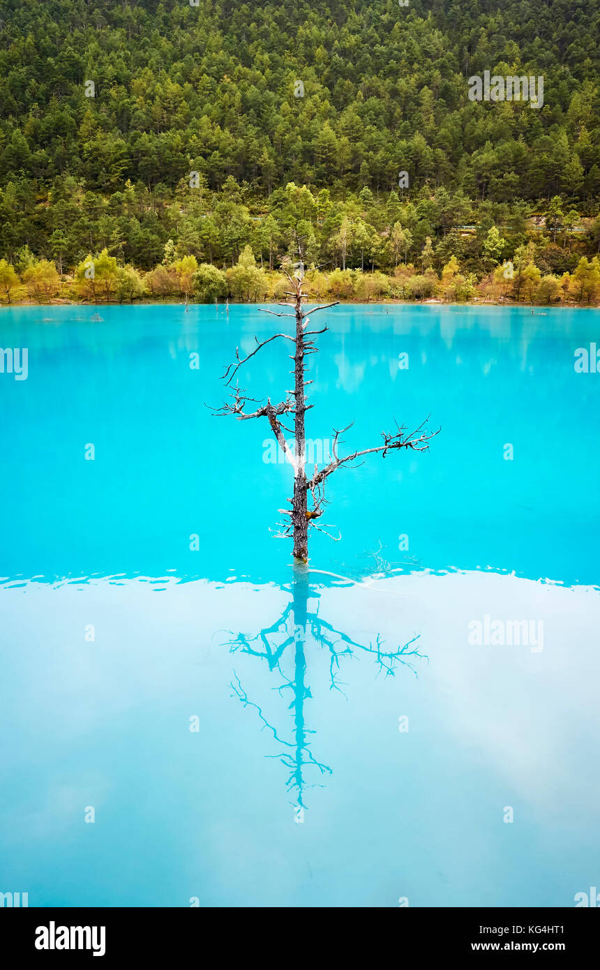 Lonely tree reflète dans l'eau bleu turquoise, bleu de la vallée de la lune, Lijiang, Chine. Banque D'Images