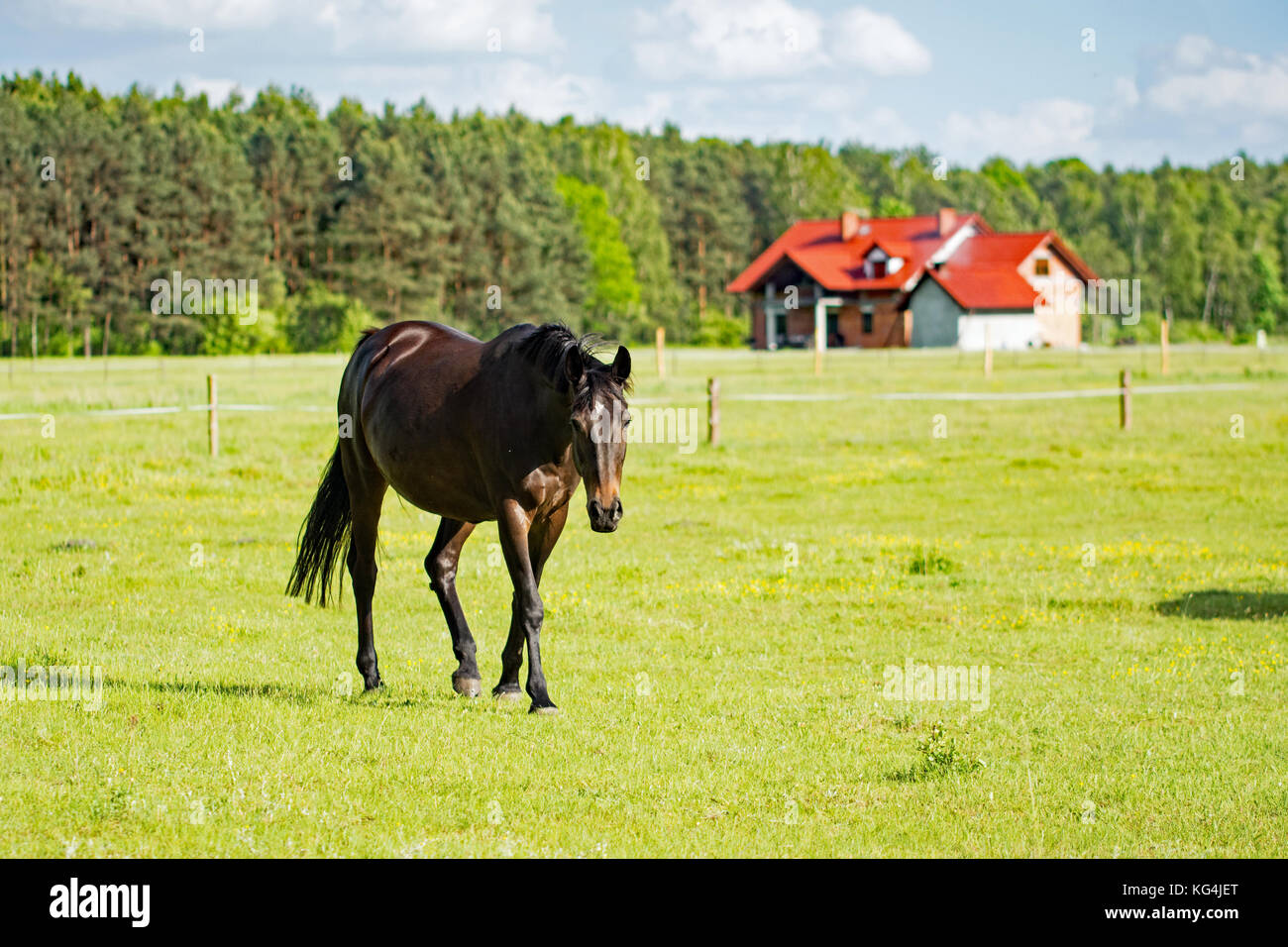 Belles balades cheval bai foncé sur une prairie avec une chambre en vertu de consrtuction en arrière-plan Banque D'Images
