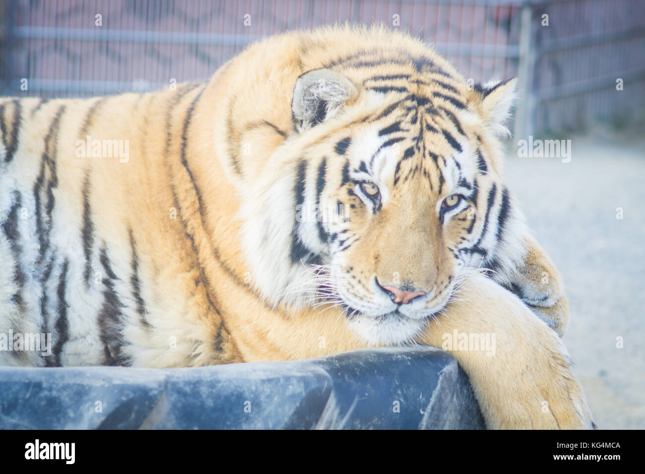 Gingembre adultes big tiger et dormir sur le pneu dans le zoo Banque D'Images