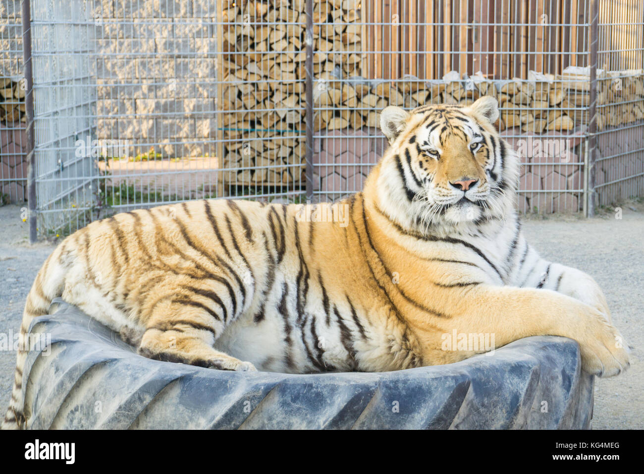 Gingembre adultes big tiger et dormir sur le pneu dans le zoo Banque D'Images