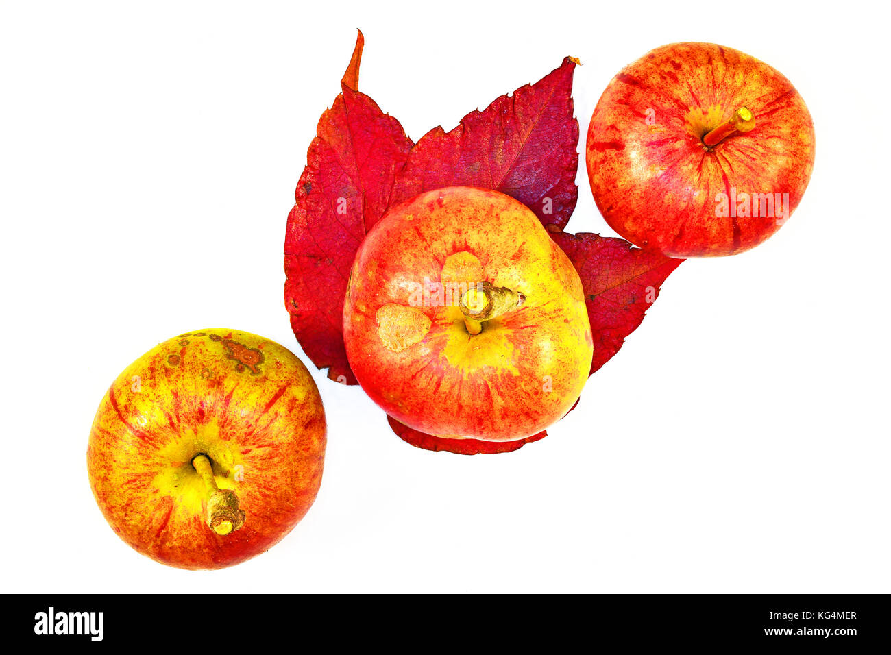 3 pommes de jardin diagonales rouges, vertes et jaunes, à longues tiges et feuilles d'automne Banque D'Images