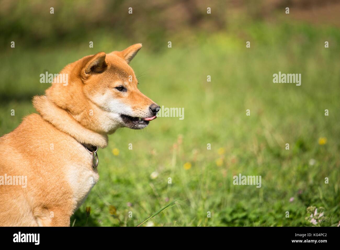 Le petit chien japonais Shiba Inu est assis dans l'herbe et il est curieux Banque D'Images