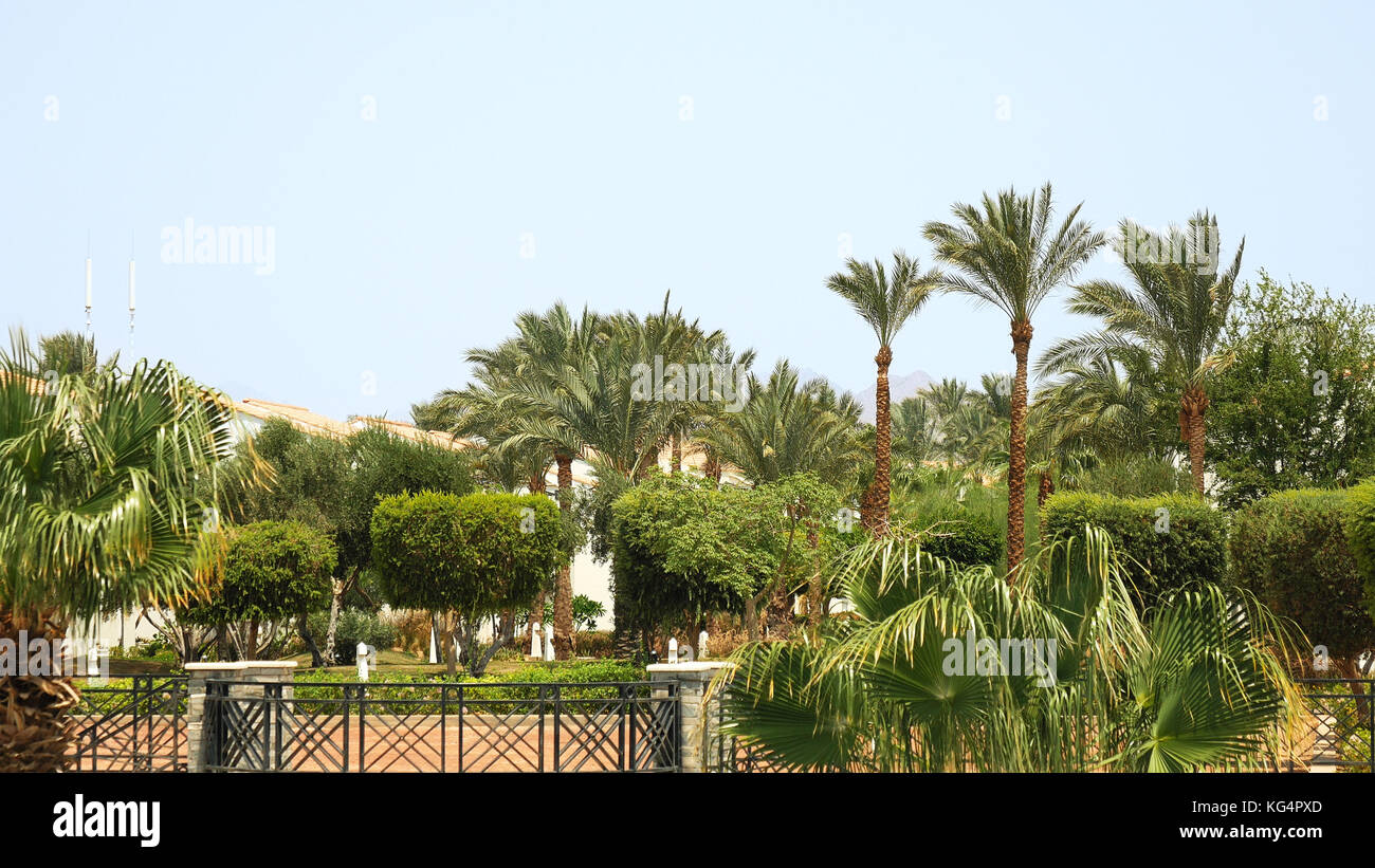 Oasis de verdure au milieu du désert Banque D'Images