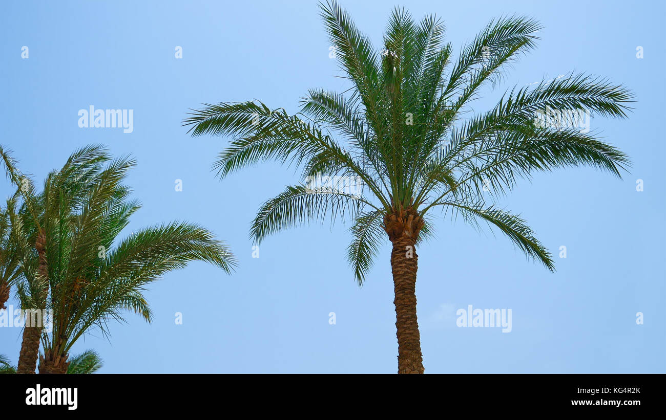 Les feuilles et les branches de palmiers battant au vent Banque D'Images