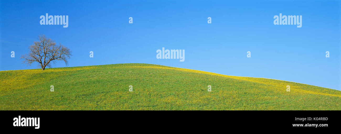 Italie. Toscane. Arbre seul sur le toit. Banque D'Images