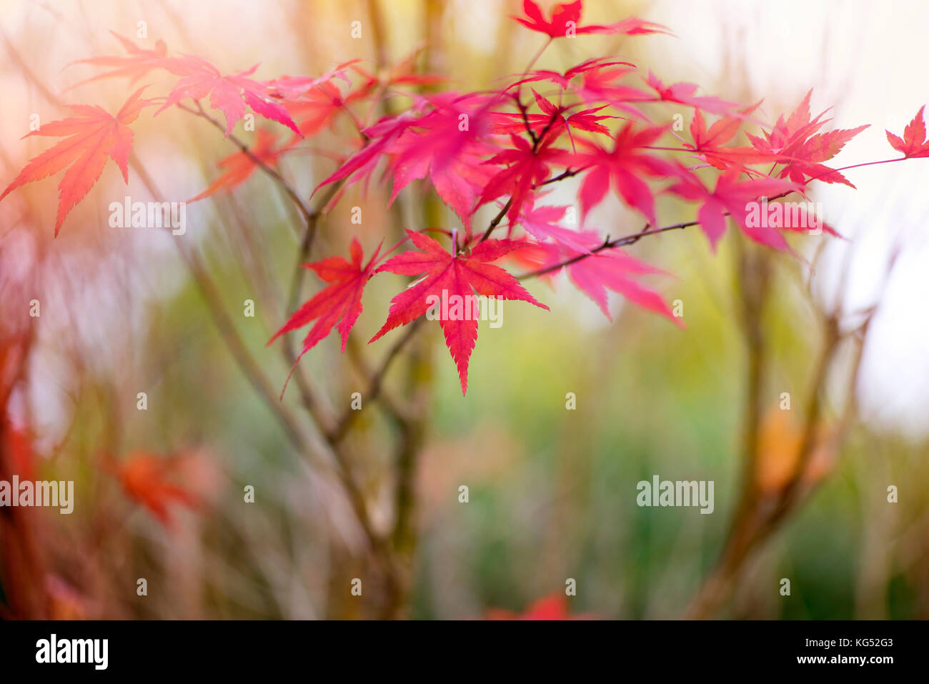 Image en gros plan d'Acer palmatum rouge vif à l'automne laisse également connu sous le nom de l'érable japonais. Banque D'Images