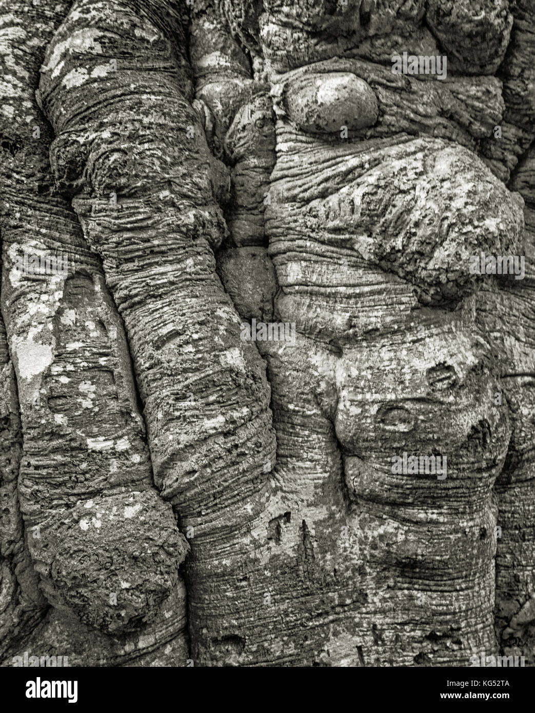 Détail du tronc d'un vieux Hêtre Fagus sylvatica dans la New Forest dans le Hampshire UK Banque D'Images