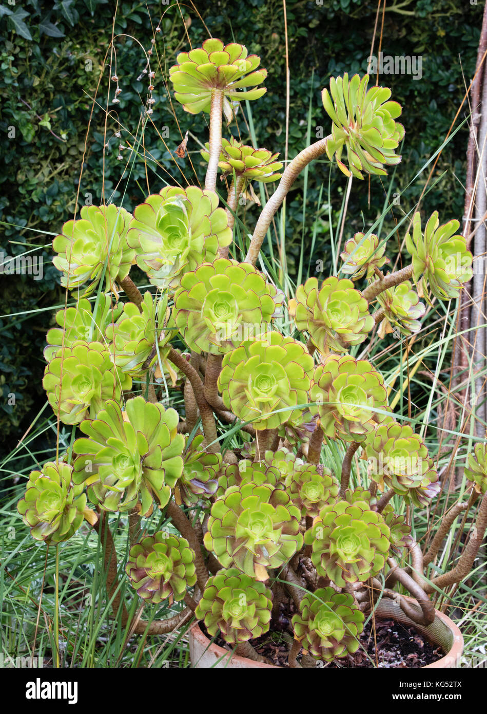 Variété d'arbre vert houseleek Aeonium arboreum croissant dans un pot contenant dans un jardin de campagne anglaise Banque D'Images