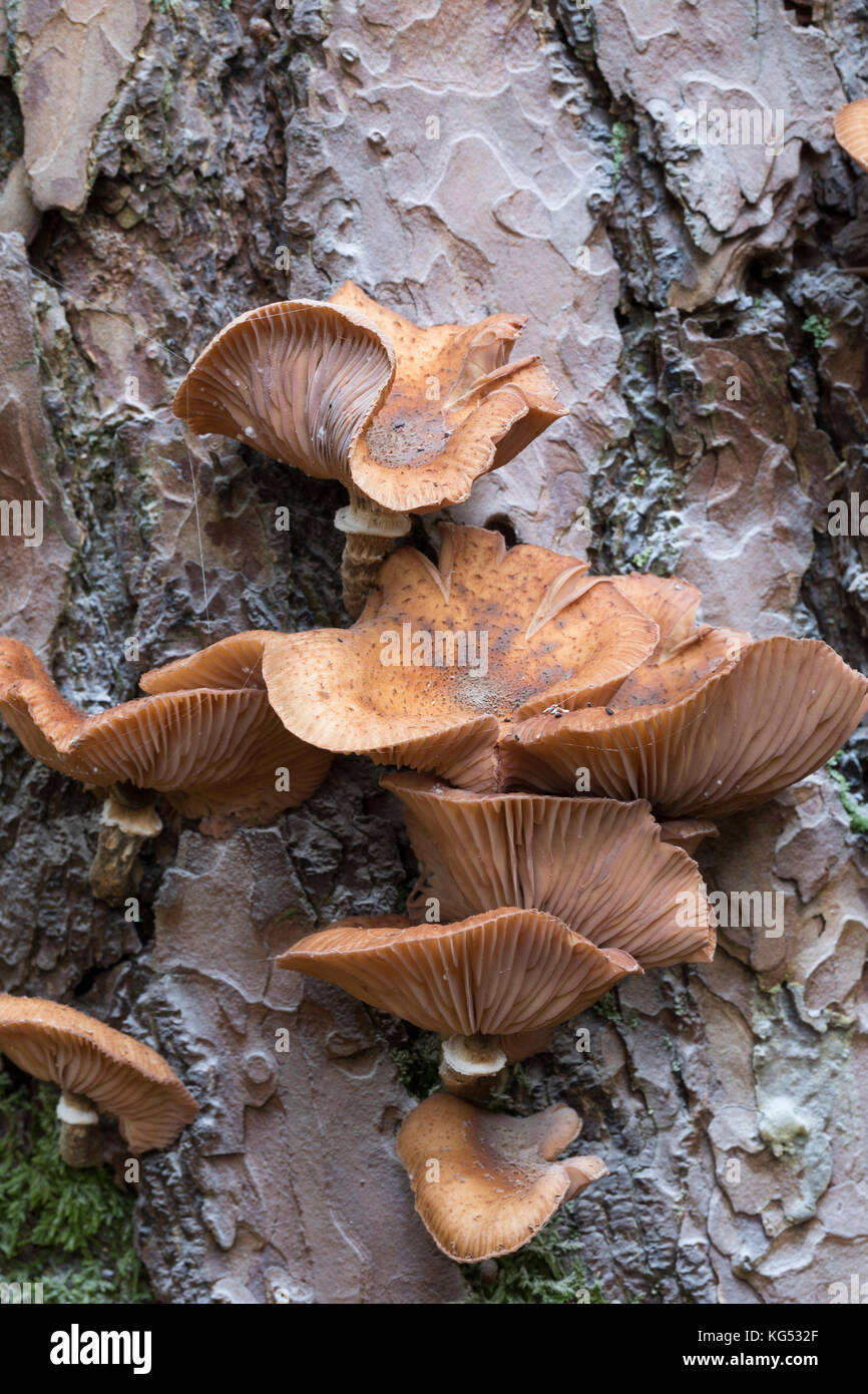 Gewöhnlicher Hallimasch, Dunkler Hallimasch, Halimasch, Halimasch am Stamm einer Kiefer, Honigpilz, Honig-Pilz, Armillaria solidipes, Armillaria osto Banque D'Images