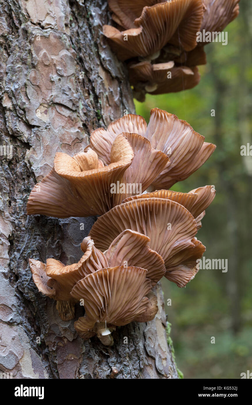 Gewöhnlicher Hallimasch, Dunkler Hallimasch, Halimasch, Halimasch am Stamm einer Kiefer, Honigpilz, Honig-Pilz, Armillaria solidipes, Armillaria osto Banque D'Images