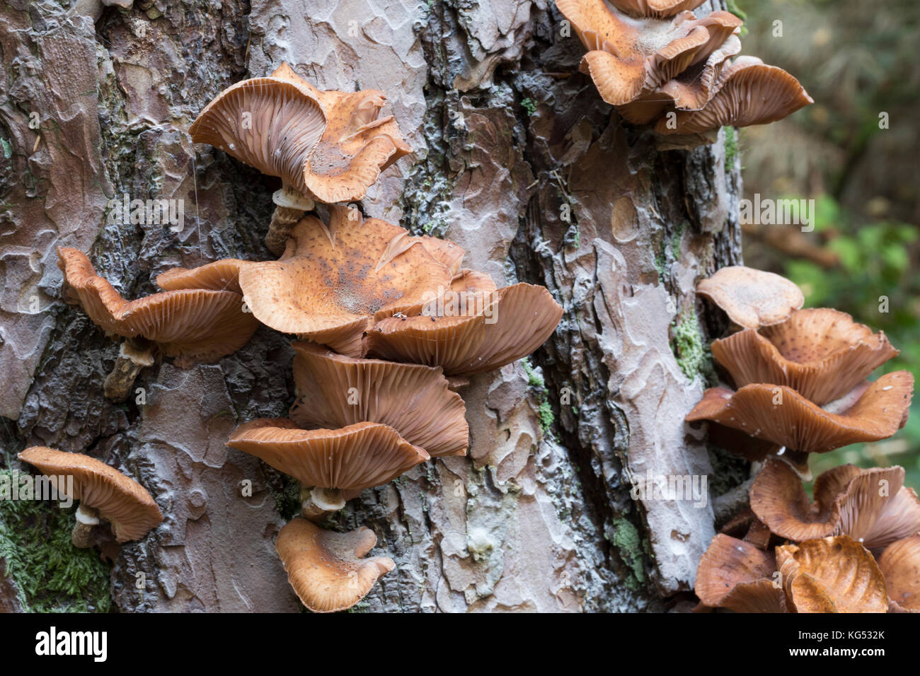 Gewöhnlicher Hallimasch, Dunkler Hallimasch, Halimasch, Halimasch am Stamm einer Kiefer, Honigpilz, Honig-Pilz, Armillaria solidipes, Armillaria osto Banque D'Images