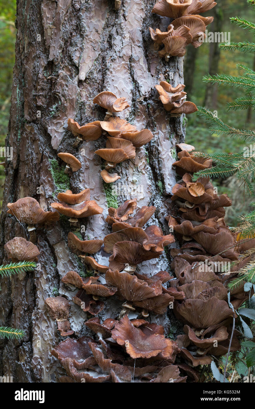 Gewöhnlicher Hallimasch, Dunkler Hallimasch, Halimasch, Halimasch am Stamm einer Kiefer, Honigpilz, Honig-Pilz, Armillaria solidipes, Armillaria osto Banque D'Images