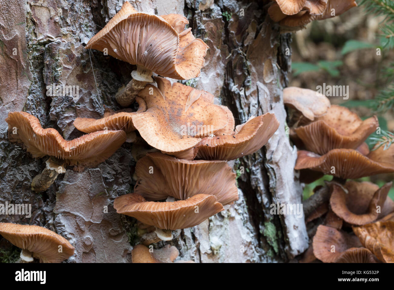 Gewöhnlicher Hallimasch, Dunkler Hallimasch, Halimasch, Halimasch am Stamm einer Kiefer, Honigpilz, Honig-Pilz, Armillaria solidipes, Armillaria osto Banque D'Images