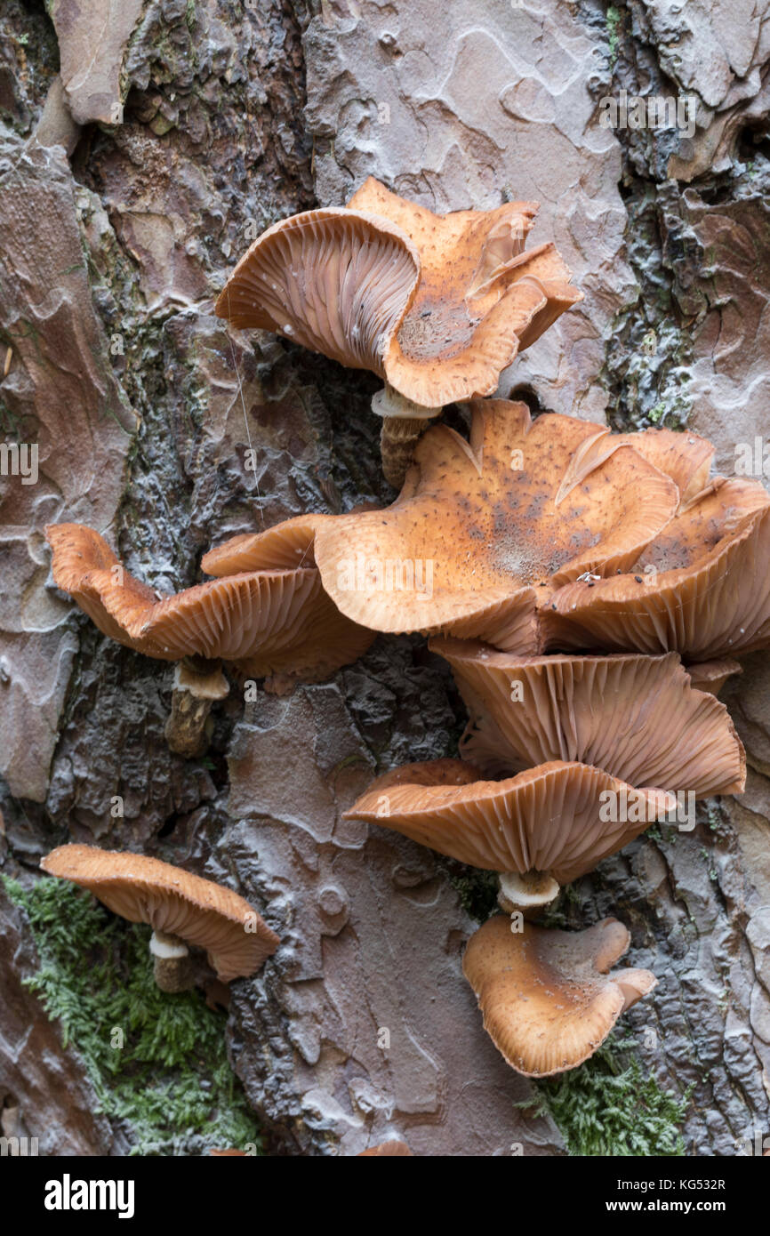 Gewöhnlicher Hallimasch, Dunkler Hallimasch, Halimasch, Halimasch am Stamm einer Kiefer, Honigpilz, Honig-Pilz, Armillaria solidipes, Armillaria osto Banque D'Images