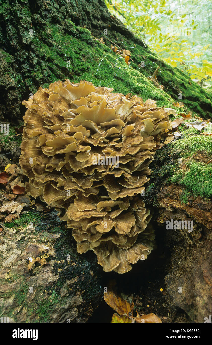 Gemeiner Klapperchwamm, Laubporling, Spatelhütiger Porling, Maitake, Grifola frondosa, poule des bois, tête de bélier, tête de mouton, Polypore en touffe Banque D'Images