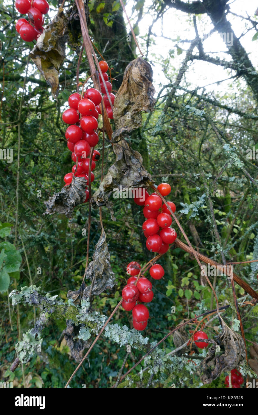 Les baies toxiques rouge noir de bryony, Dioscorea communis, rester après les feuilles et tiges grimpantes mourir retour à l'automne Banque D'Images