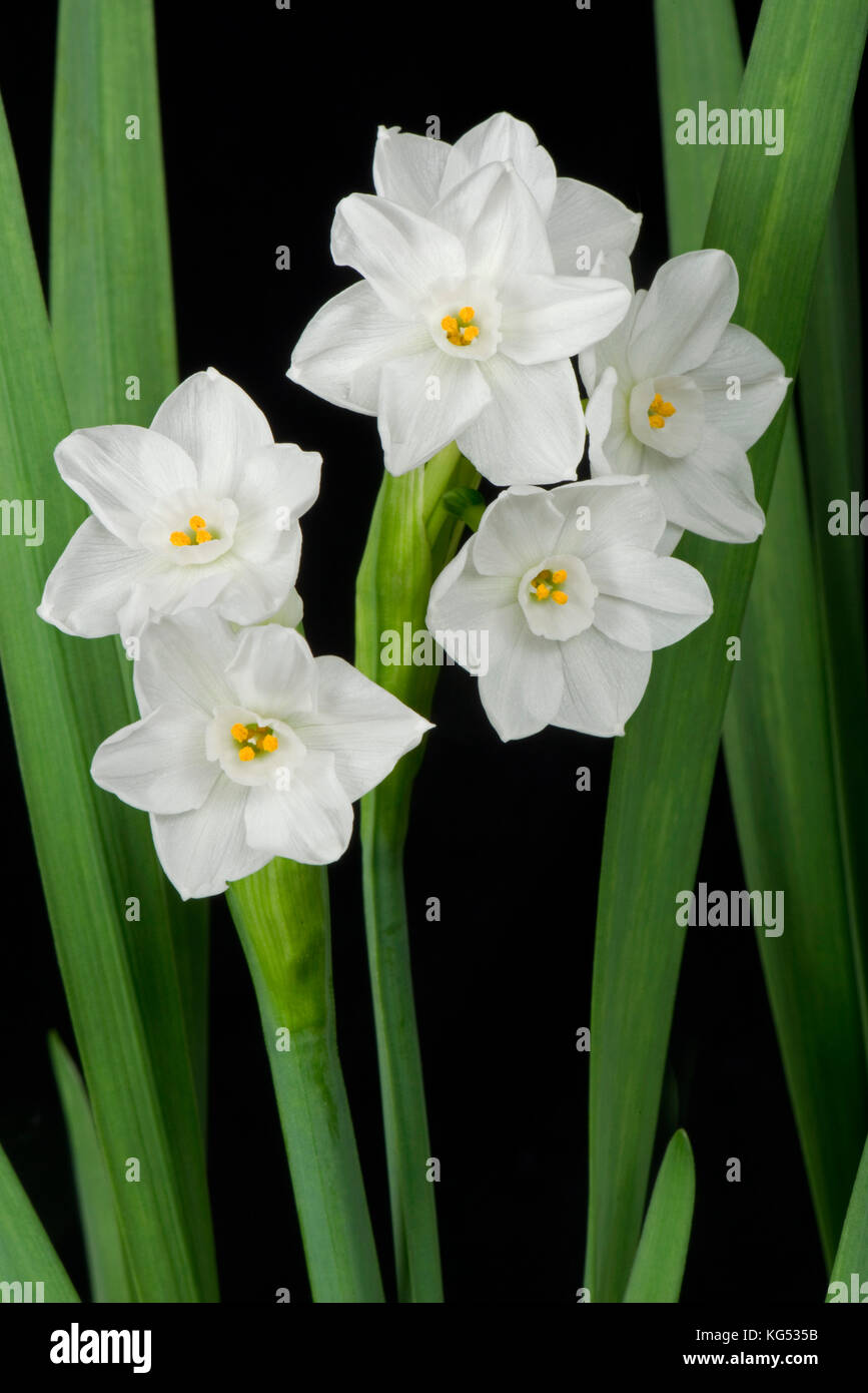Fleurs blanches parfumées sur une jonquille, Narcissus 'Paperwhite' cultivé comme plante d'intérieur en hiver pour son odeur Banque D'Images
