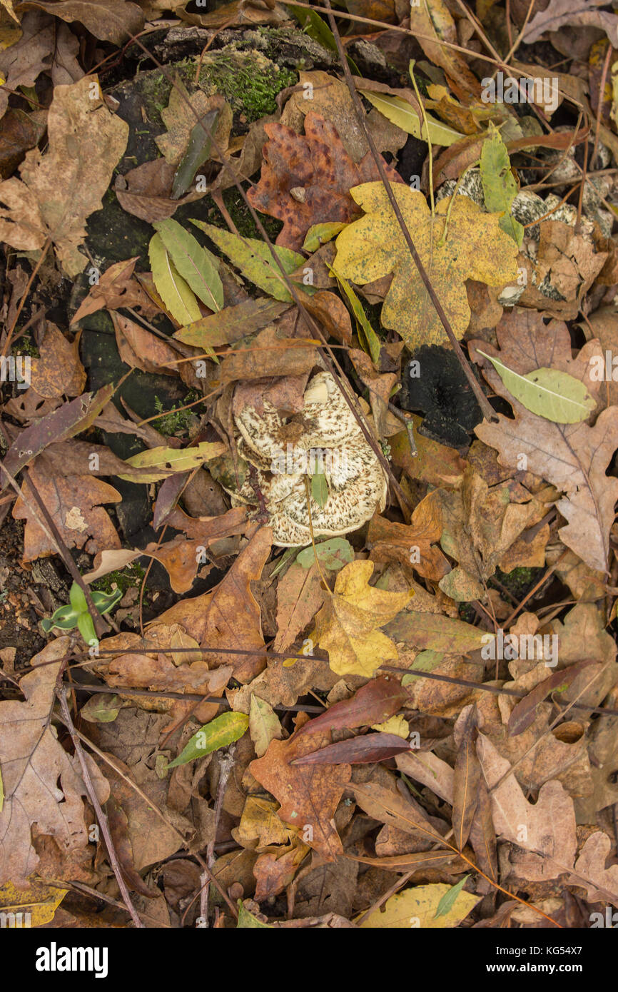 Champignon à un point dans l'herbe et les feuilles jaunes de l'automne Banque D'Images