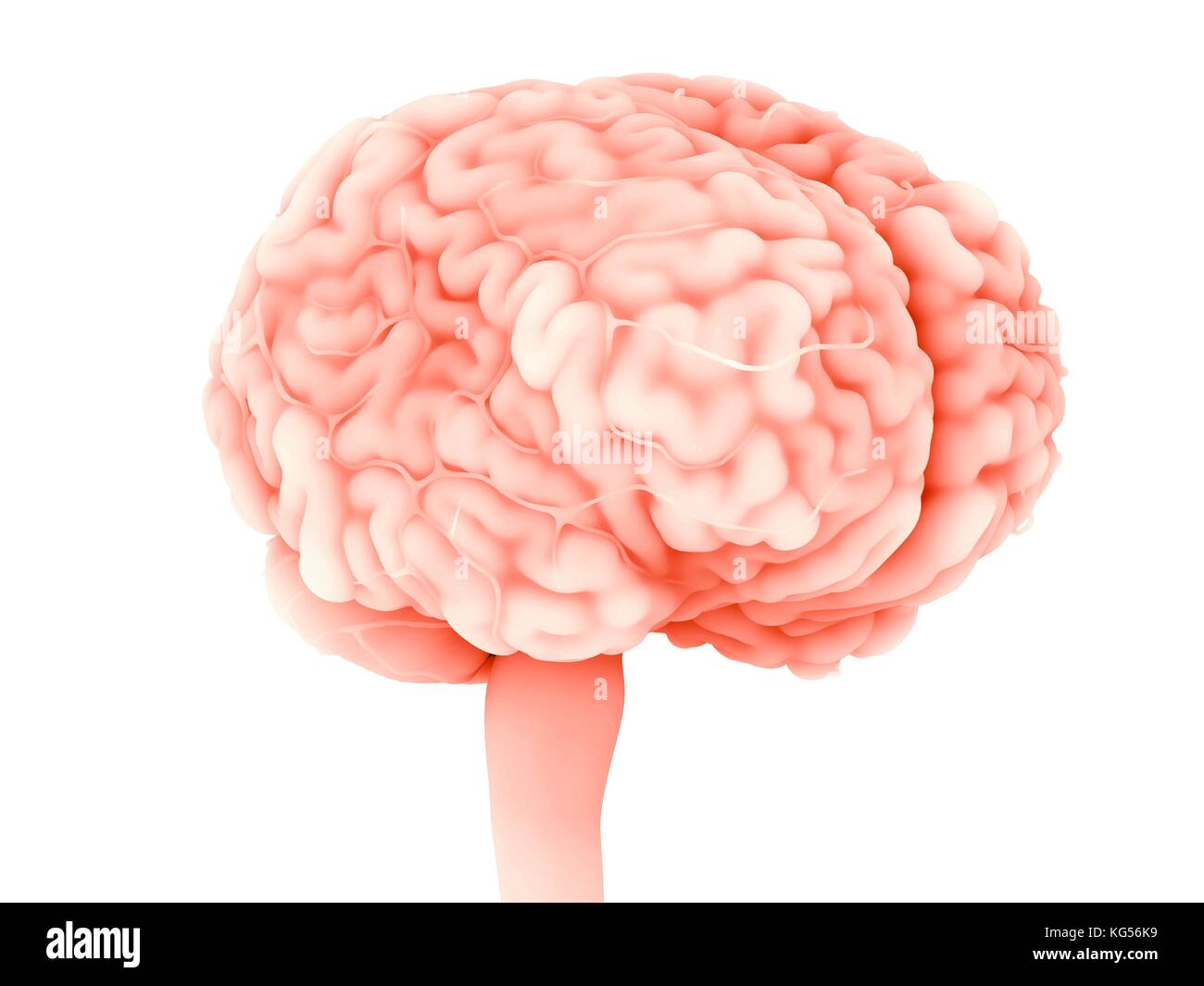 Cerveau humain, illustration. Banque D'Images