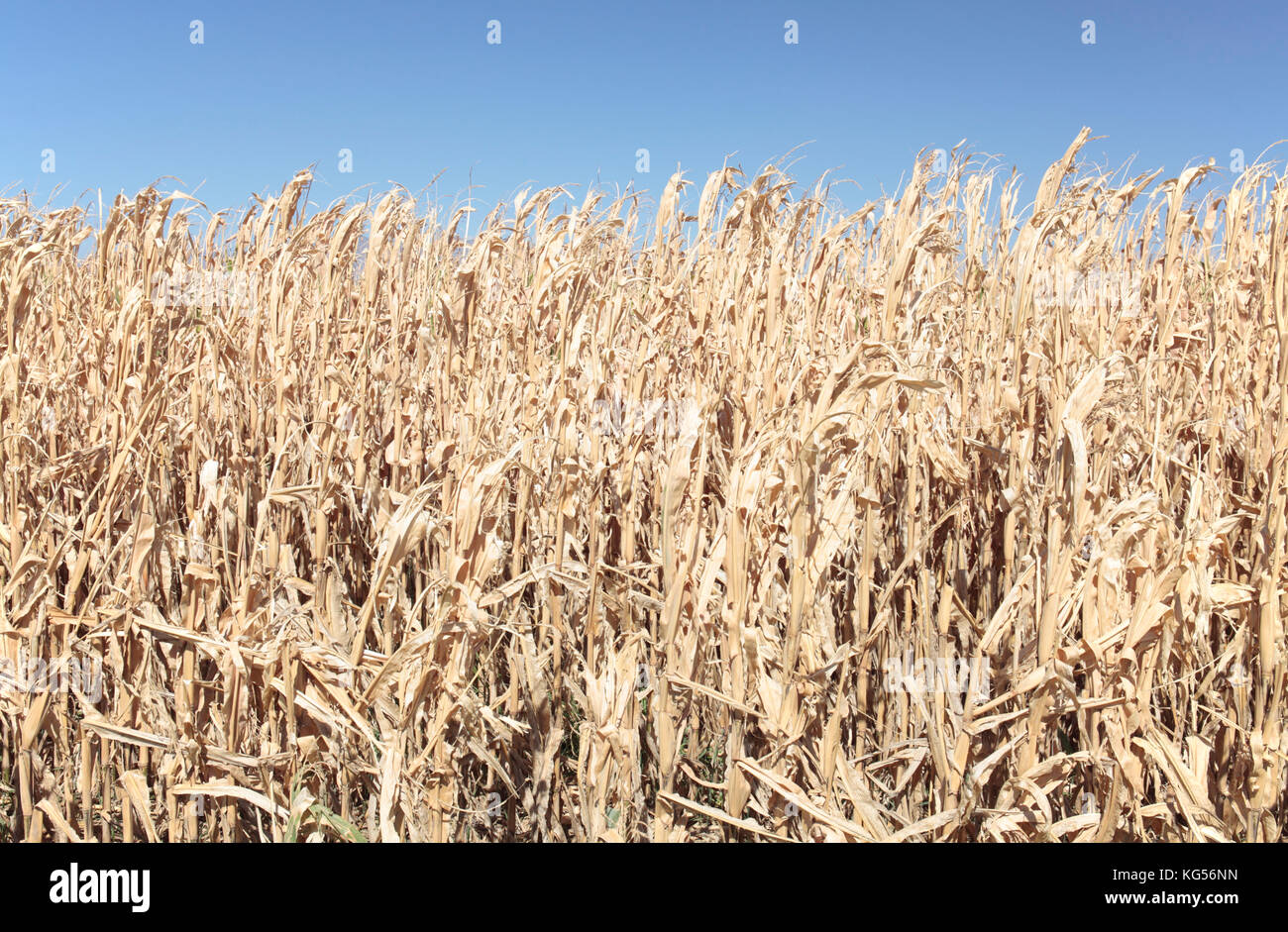 Récolte de maïs détruites par la sécheresse, près de l'Agulhas, Western Cape, Afrique du Sud. Banque D'Images