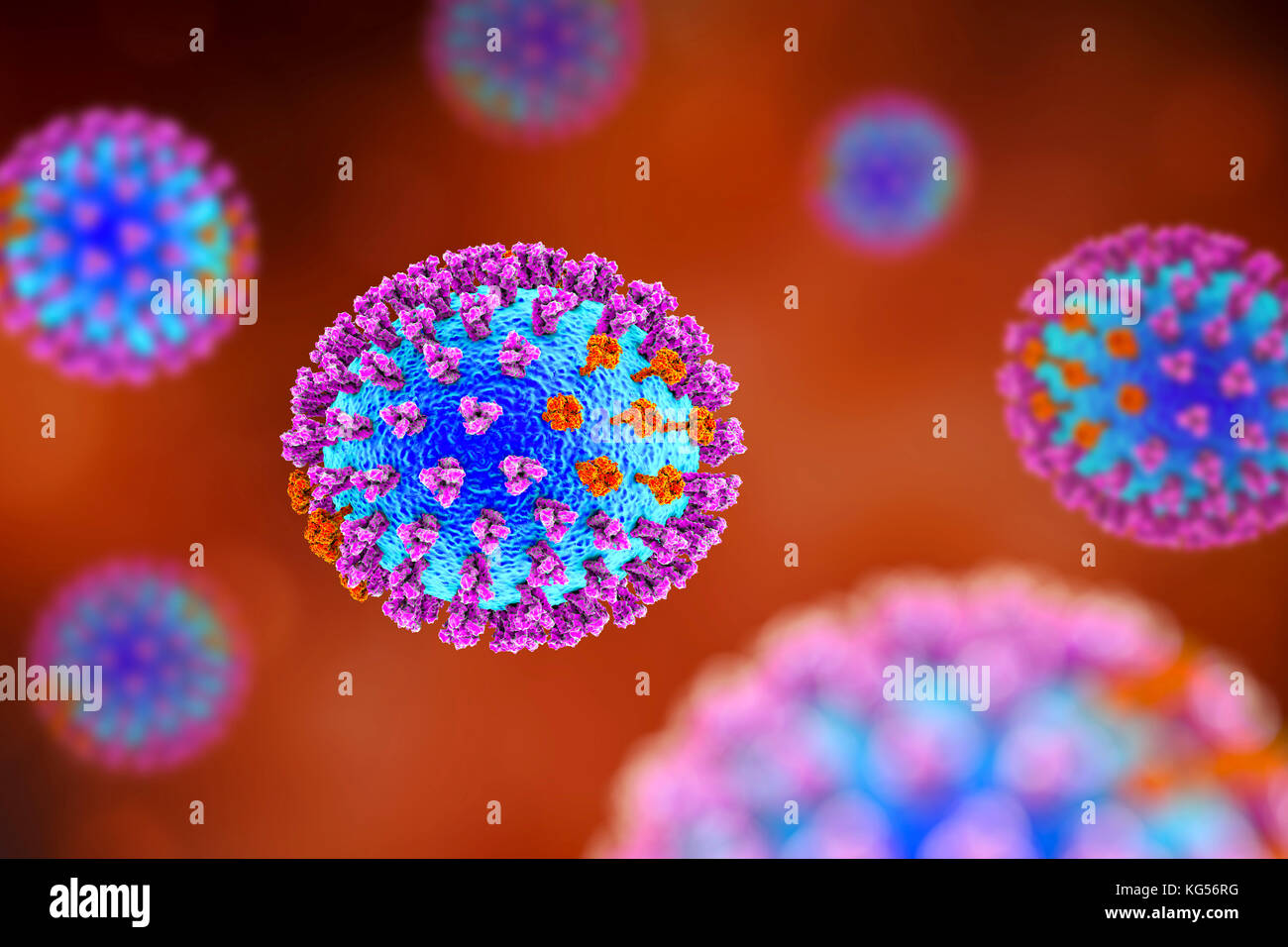Les virus de la grippe, l'illustration de l'ordinateur. Chaque virus est constitué d'un noyau d'ARN (acide ribonucléique) le matériel génétique entouré par une couche de protéines (bleu). Intégré dans les armoiries sont des protéines de surface (pics). Il y a deux types de protéines de surface, l'hémagglutinine (violet) et de la neuraminidase (orange), et chaque existe dans plusieurs sous-types. Les deux protéines de surface sont associées à la pathogénicité d'un virus. L'hémagglutinine se lie aux cellules de l'hôte, ce qui permet au virus d'entrer et de les reproduire. La neuraminidase permet à de nouvelles particules pour quitter l'hôte après la réplication. Banque D'Images