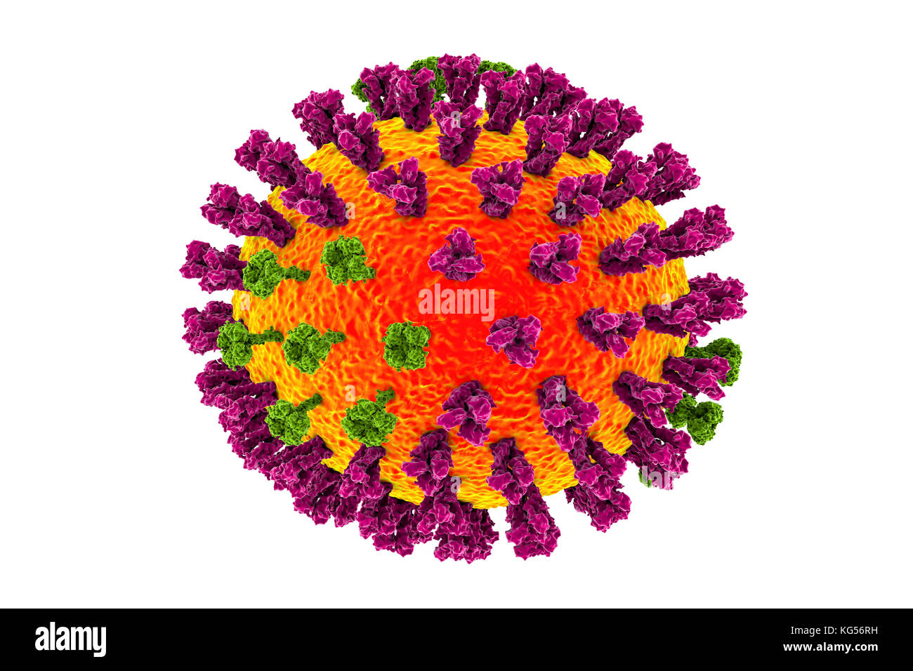 Les virus de la grippe, l'illustration de l'ordinateur. Chaque virus est constitué d'un noyau d'ARN (acide ribonucléique) le matériel génétique entouré par une couche de protéines (orange). Intégré dans les armoiries sont des protéines de surface (pics). Il y a deux types de protéines de surface, l'hémagglutinine (violet) et de la neuraminidase (vert), et chaque existe dans plusieurs sous-types. Les deux protéines de surface sont associées à la pathogénicité d'un virus. L'hémagglutinine se lie aux cellules de l'hôte, ce qui permet au virus d'entrer et de les reproduire. La neuraminidase permet à de nouvelles particules pour quitter l'hôte après la réplication. Banque D'Images