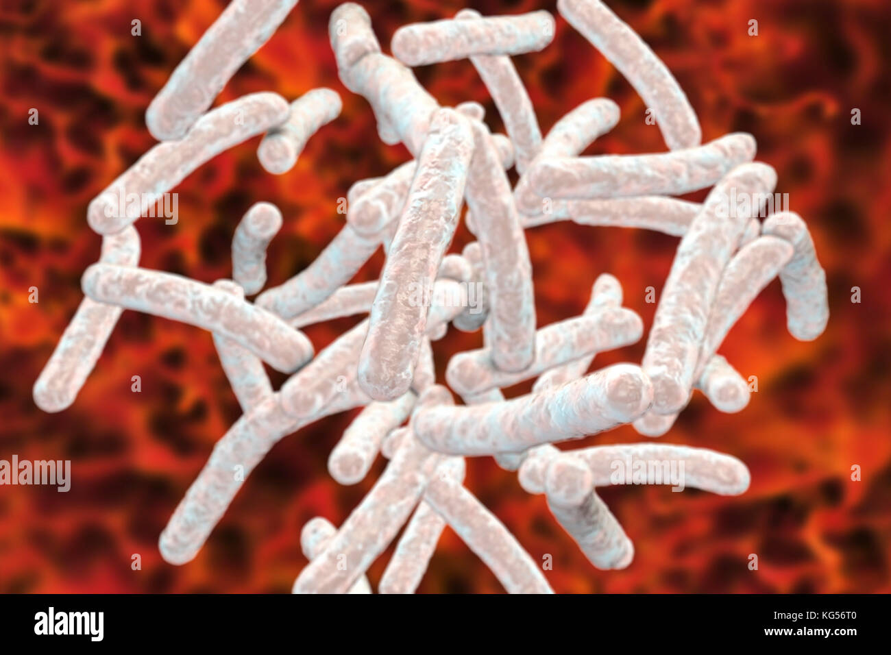 Les bactéries de la tuberculose. Illustration d'ordinateur de la bactérie Mycobacterium tuberculosis, le gram-positives, en forme de tige, des bactéries qui causent la maladie de la tuberculose. Banque D'Images