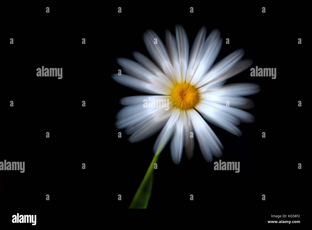 Belle fleur daisy blanc gros plan sur un fond noir avec un effet doux et soyeux avec un effet de zoom Banque D'Images