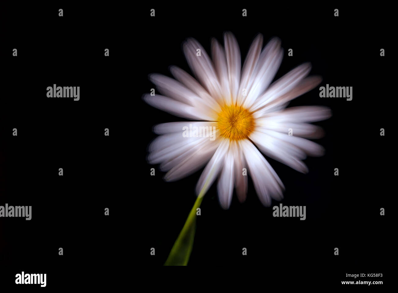 Daisy belle avec une teinte rose gros plan sur un fond noir avec un effet doux et soyeux avec un effet de zoom Banque D'Images