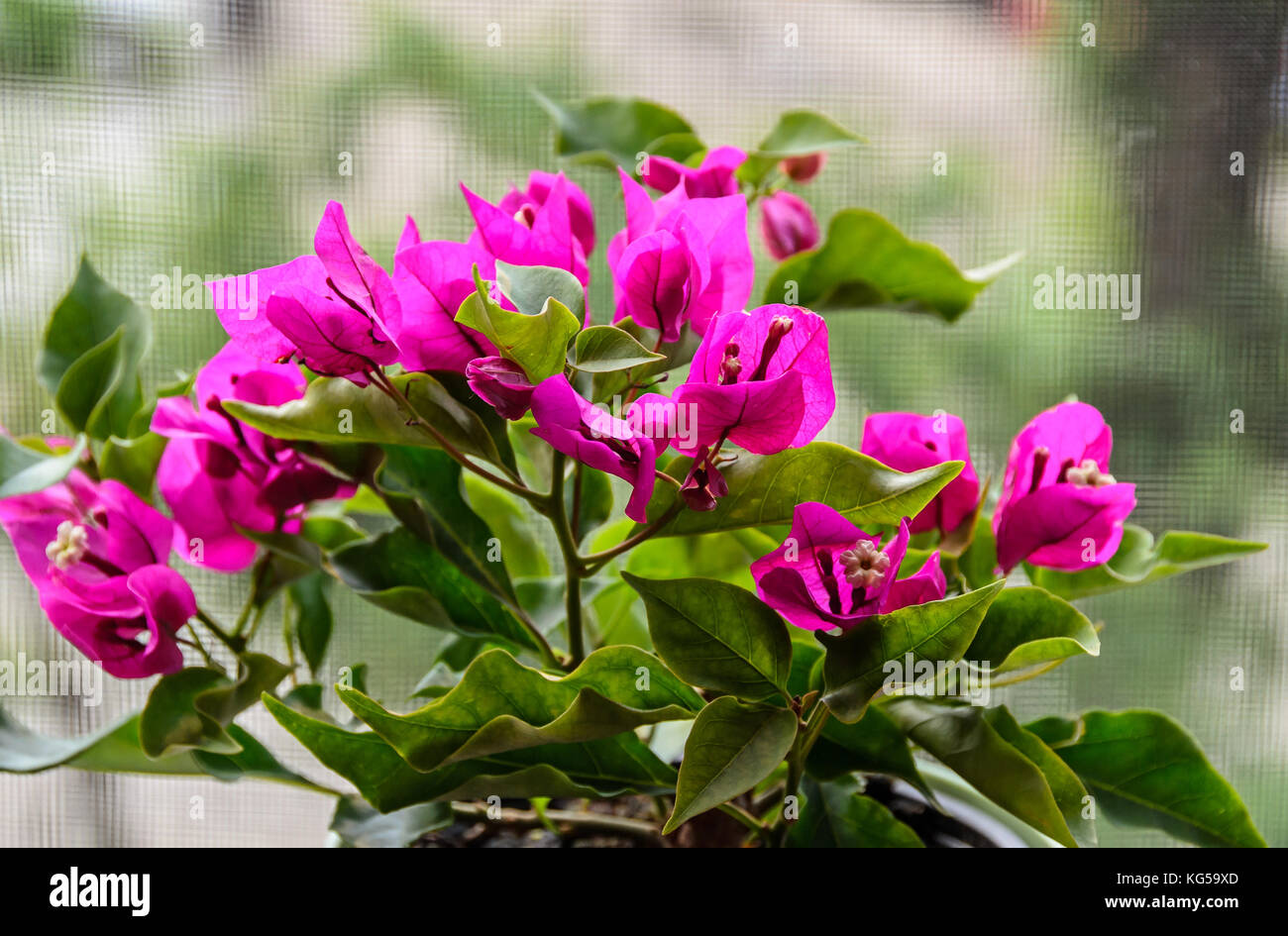 Rose Fleurs De Bougainvilliers Direction Générale De La