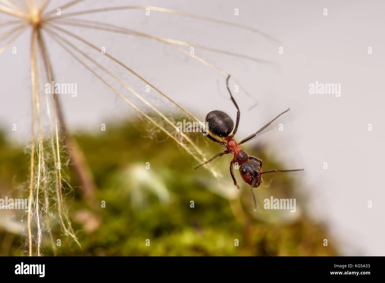 Animal naturel avec fond red ant close-up assis sur une graine de pissenlit grande Banque D'Images Animal naturel avec fond red ant close-up assis sur une graine de pissenlit grande Banque D'Images