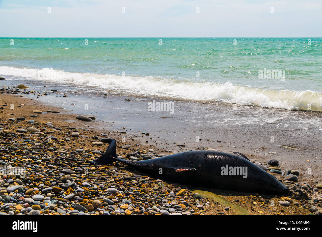 Dauphin mort couché sur la plage de galets de la côte de la mer Noire Banque D'Images