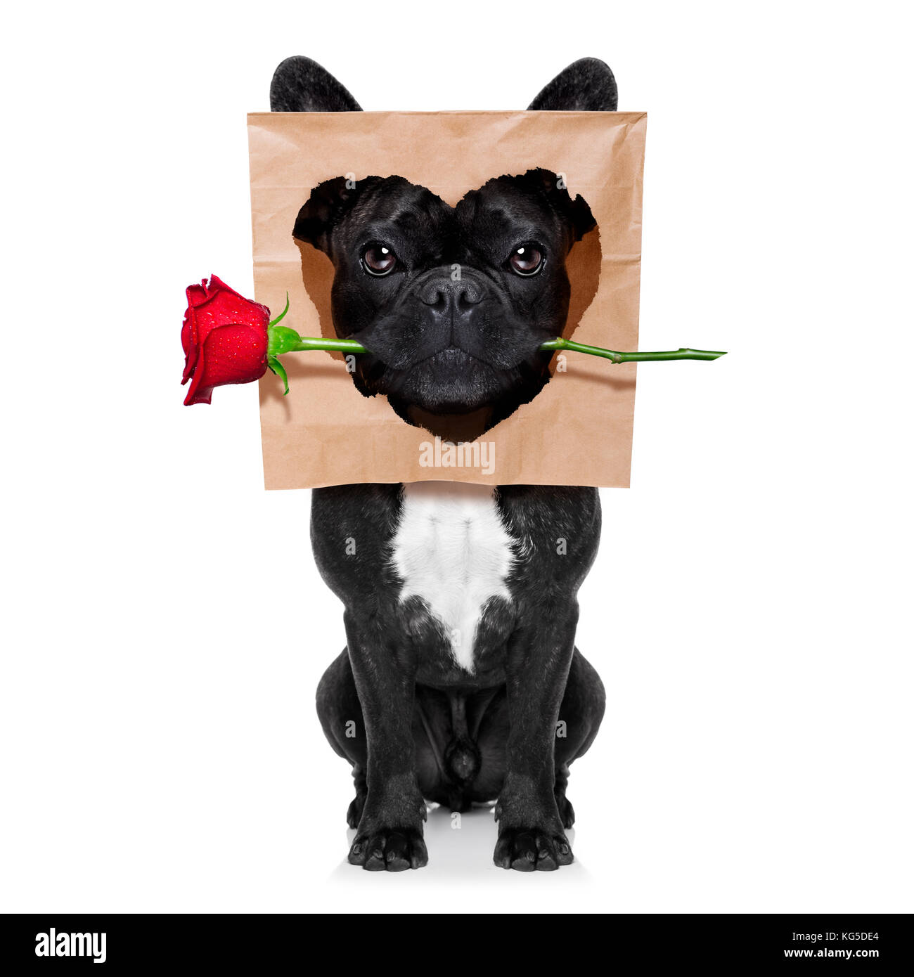 Recherch photo amour avec chien [PUNIQRANDLINE-(au-dating-names.txt) 23