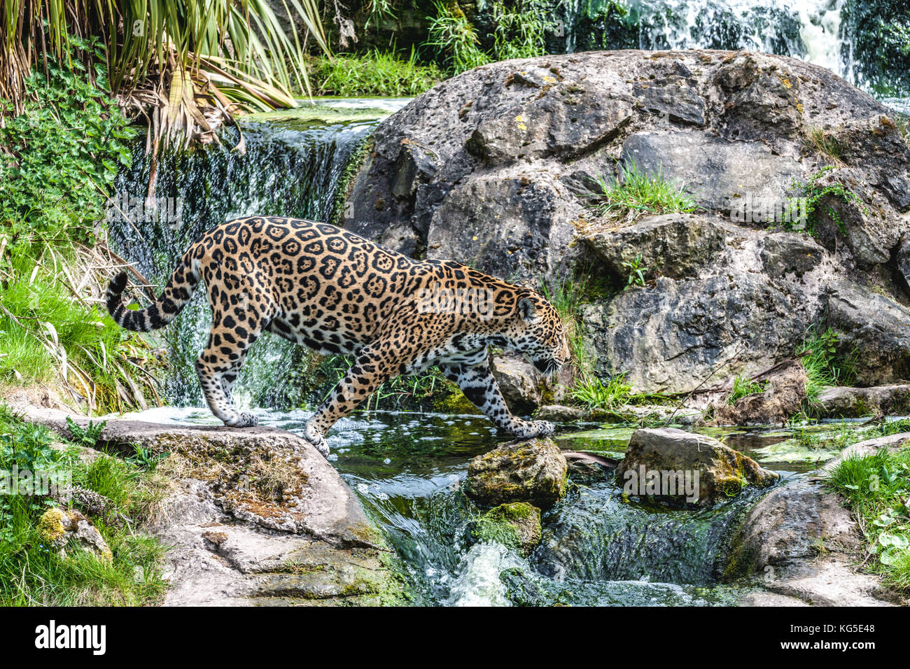 Une magnifique Jaguar adultes traverse une petite cascade dans son boîtier dans le Zoo de Chester, Chester, Royaume-Uni Banque D'Images