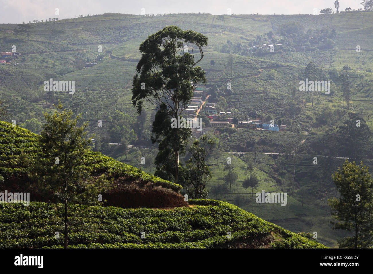 La province centrale du pays Sri Lanka Banque D'Images