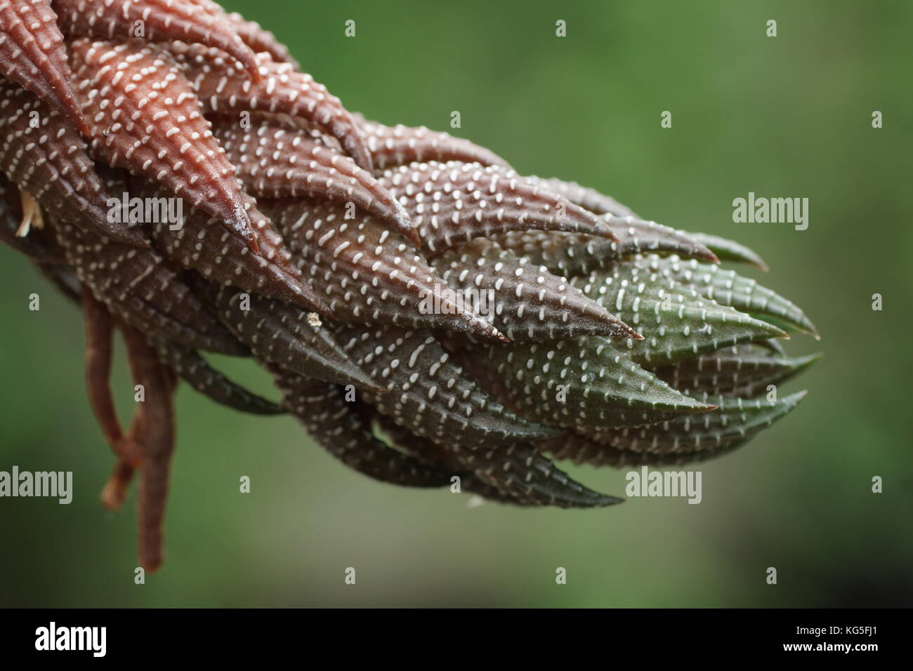 Haworthiopsis reinwardtii Banque D'Images