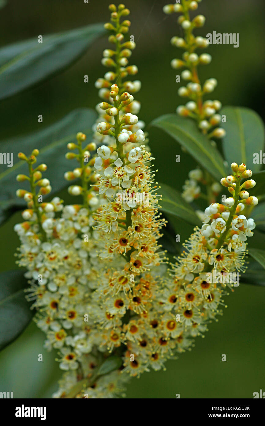 Blossoming cherry laurel avec arbustes à fleurs, close-up, Laurus nobilis Banque D'Images